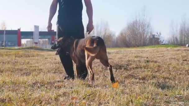 Un perro entrenado se acerca a su amo y se sienta cerca de él. — Vídeos de Stock