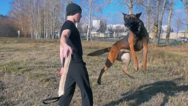 Чоловік навчає свого німецька вівчарська собаку - підштовхує собаку до приманки і змушує її стрибати - собака біжить по колу і намагається зловити приманку на відкритому повітрі, тримаючи приманку. — стокове відео