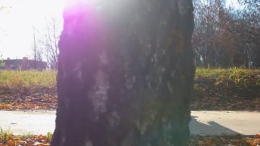 Bir adam, Alman çoban köpeğiyle birlikte aydınlık bir günde parkta yürüyor.