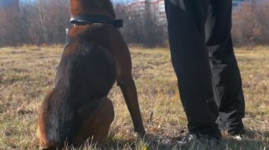 Alman çoban köpeğiyle sahada duran bir antrenör.
