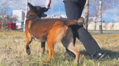 Alman çoban köpeğiyle eğitim sahasında yürüyen bir adam.