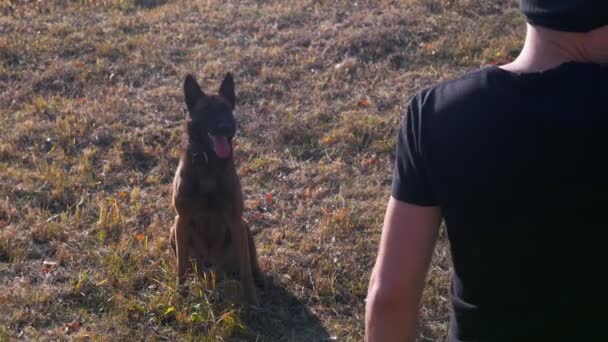 Duitse herder hond zittend op het gras en blaffen op het commando — Stockvideo