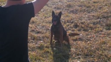 Alman çoban köpeği çimlerin üzerinde oturuyor ve eğitmenin emriyle havlıyor.