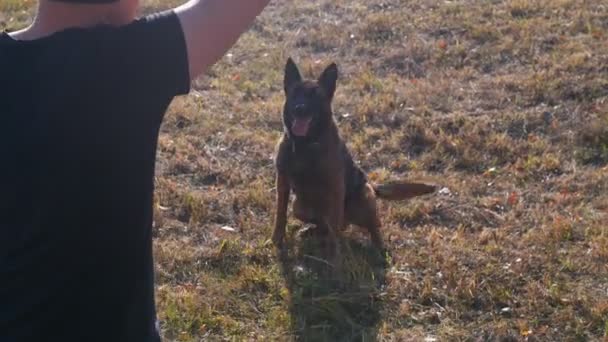 Perro pastor alemán sentado en la hierba y ladrando al mando del entrenador — Vídeos de Stock