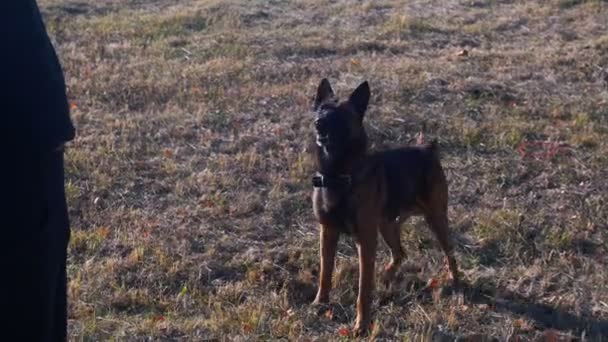 Alman çoban köpeği eğiticinin emriyle havlıyor ve oturuyor. — Stok video