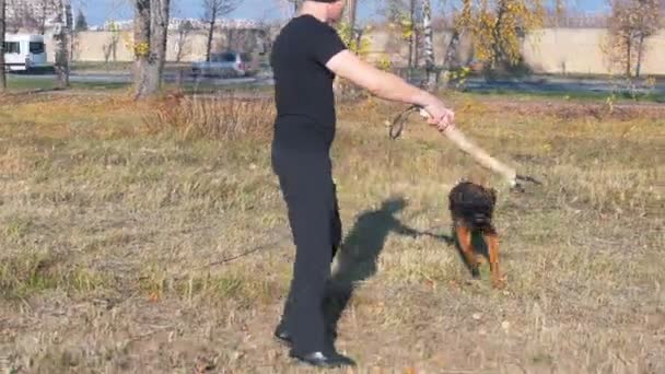 En man som tränar sin tyska herdehund - hetsar hunden på greppet och får hunden att hoppa - en hund som fångar betet — Stockvideo