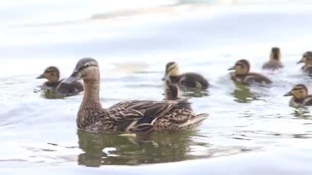 褐鸭在池塘里游泳 — 图库视频影像