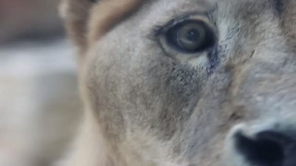 Ett öga av lejoninna sitter i naturreservatet — Stockvideo