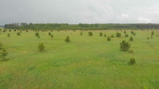 Grönt öppet fält nära skogen under regnet — Stockvideo