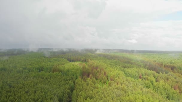 Bosque abierto verde y niebla blanca bajo la lluvia — Vídeo de stock