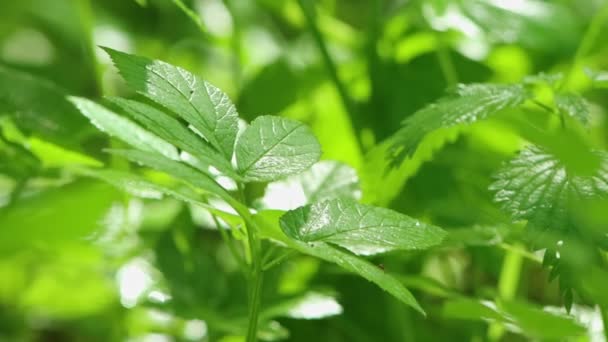 Feuille verte et fourmi courant sur la feuille — Video