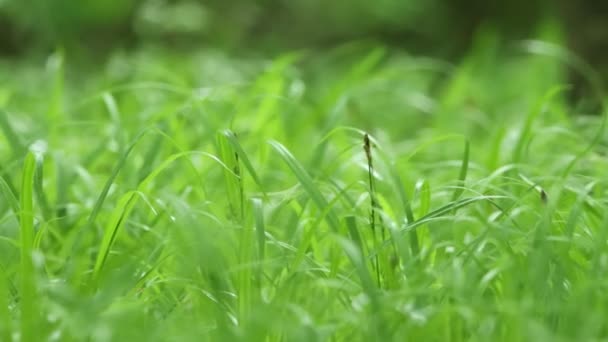 Herbe verte brillante sur le terrain — Video