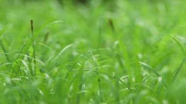 Tarlada yeşil parlak çimenler ve çiy damlaları