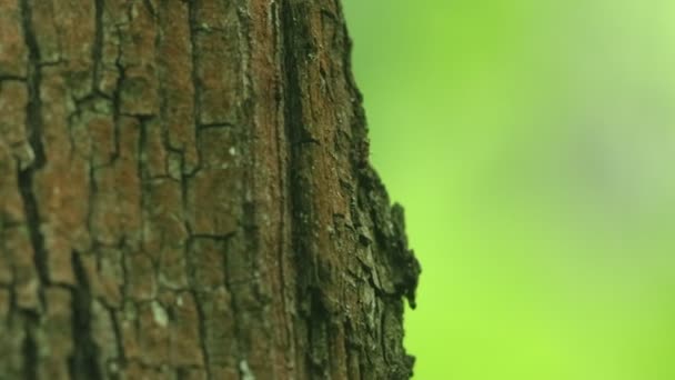 Deux fourmis qui courent sur l'arbre