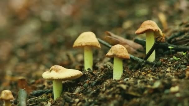 Kis gombák nőnek a földből és hangyák futnak a gomba közelében — Stock videók