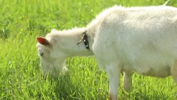 Uma cabra branca pastando no campo e comendo grama - pastando na natureza — Vídeo de Stock