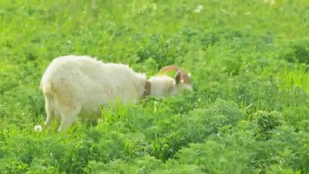 Une chèvre blanche avec des cornes broutant sur le champ et mangeant de l'herbe — Video