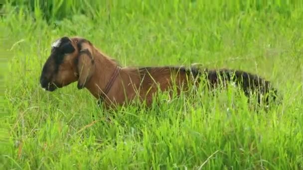 Una cabra marrón pastando en el campo y comiendo hierba — Vídeo de stock