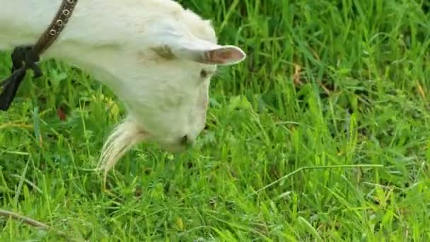 Une chèvre blanche pâturant sur le champ et mangeant de l'herbe — Video