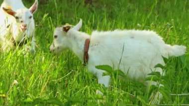 Küçük beyaz keçiler tarlada otlayıp ot yiyorlar.