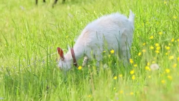 Little kids goats grazing on the field and eating grass — Stock Video