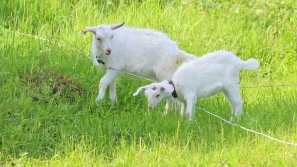 Petits enfants chèvres pâturant sur le terrain en essayant de sortir de la zone de pâturage — Video