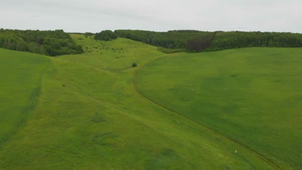 Зеленое поле возле леса в дневное время — стоковое видео