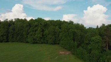 Kocaman bir kozalaklı yeşil orman ve arka planda bir köy.