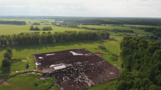 Разведение крупного рогатого скота на большом зеленом поле рядом с лесом — стоковое видео