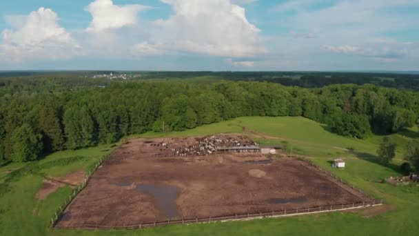 Criação de gado em um grande campo verde perto da floresta vacas pastando — Vídeo de Stock