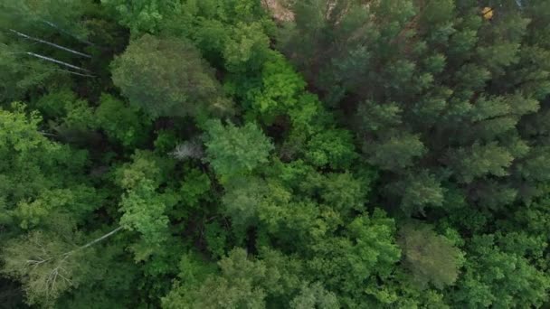Tűlevelű zöld sűrű erdő a folyó mellett — Stock videók