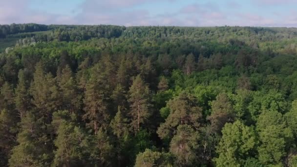 Un enorme matorral de bosque verde de coníferas y cielo con nubes grises — Vídeos de Stock