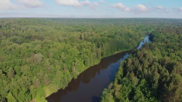 Zöld természetű táj - a folyó a tűlevelű erdők között húzódik — Stock videók