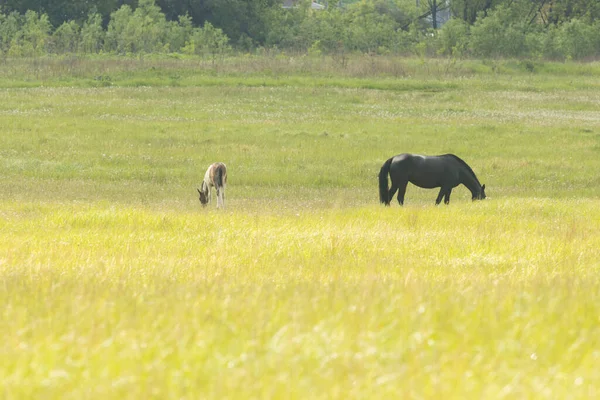 Zwart paard en bruine geit grazen op het veld en eten gras — Stockfoto