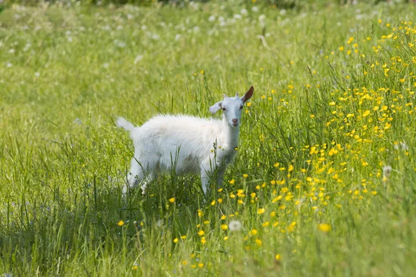 Een witte geit grazen op het veld en eten gras - grazen in de natuur — Stockfoto