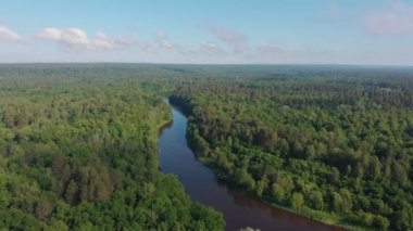 Yeşil doğanın manzarası - kozalaklı sık orman ve küçük nehir arasında uzanır