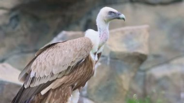 Doğadaki çimlerin üzerinde duran kahverengi Griffin.