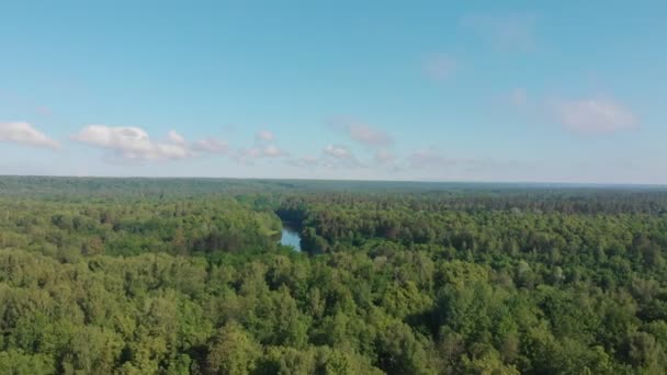 Landschaft der Natur - Nadelgrün dichten Wald und kleinen Fluss erstreckt sich zwischen — Stockvideo