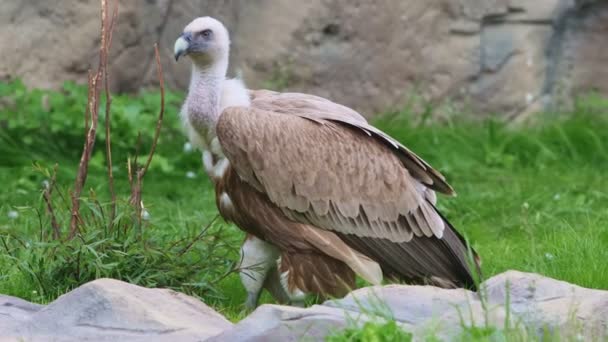 Avvoltoio bruno in piedi sull'erba nella riserva naturale — Video Stock