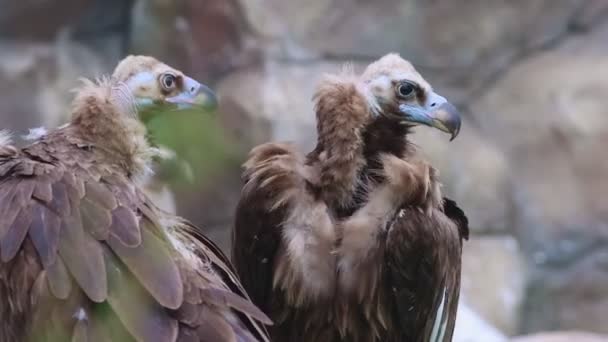 Dos buitres marrones parados sobre la piedra en la reserva natural — Vídeo de stock