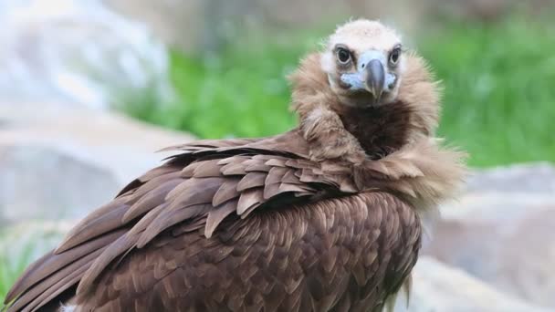 Giovane avvoltoio bruno che cammina sull'erba nella riserva naturale — Video Stock