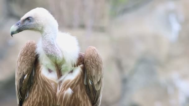 自然保护区内的褐色秃鹫- -从石头上跳到草地上 — 图库视频影像