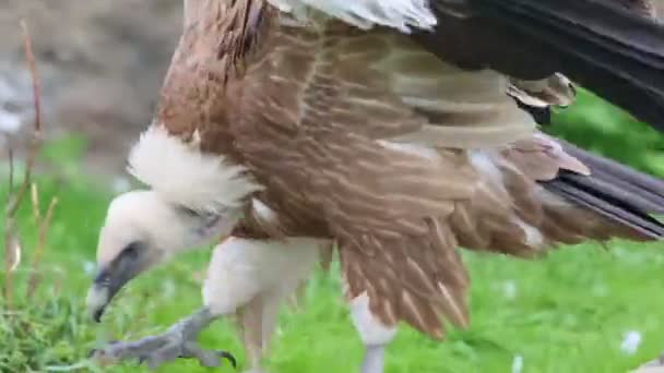 Avvoltoio bruno nella riserva naturale - saltare da una pietra all'altra — Video Stock