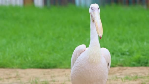 Pellicano bianco solitario in piedi a terra nella riserva animale - cercando di decollare — Video Stock