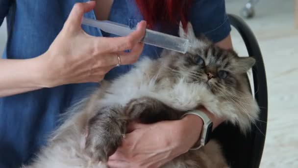 Donner de l'eau de la seringue à un gros chat moelleux — Video