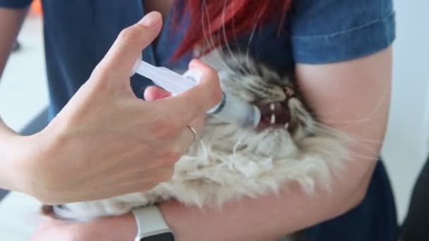 Donner de l'eau de la seringue à un gros chat — Video