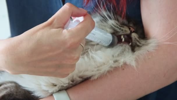 Krmení velké nadýchané kočky z injekční stříkačky — Stock video