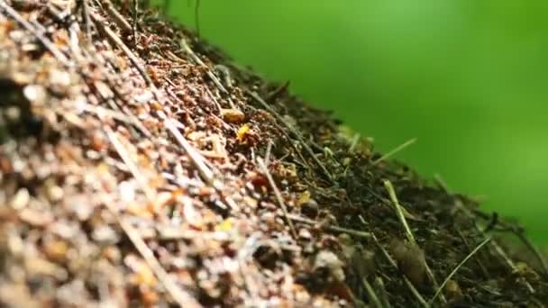 Ameisenkolonie auf dem Boden im Wald — Stockvideo