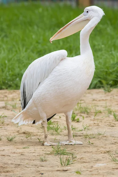 Pelicano branco em pé no chão na reserva animal — Fotografia de Stock