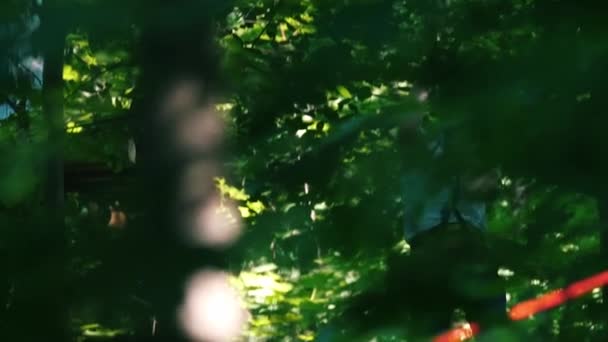 Um homem que tem uma aventura de corda no parque com seguro total descendo usando seu cinto de seguro — Vídeo de Stock